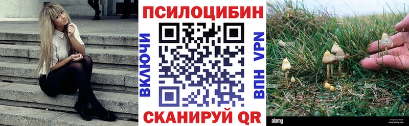 Псилоцибиновые грибы Psilocybe  Купить  Болохово 